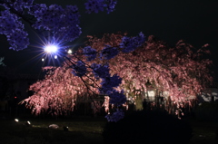 夜桜