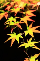 色づき