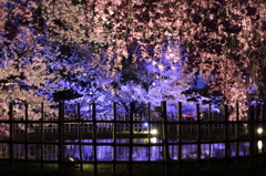 夜桜2