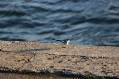 鳥「ｵﾗｵﾗ道あけろぉー」