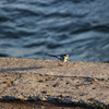 鳥「ｵﾗｵﾗ道あけろぉー」