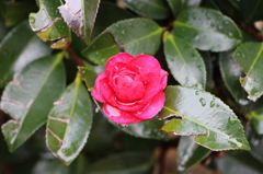 デジイチデビュー！