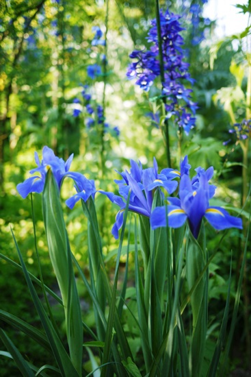 blue
