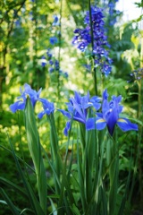 blue