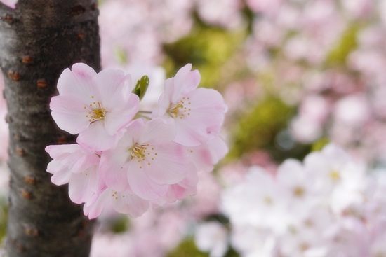 SAKURA2014　＊1