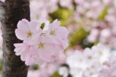 SAKURA2014　＊1