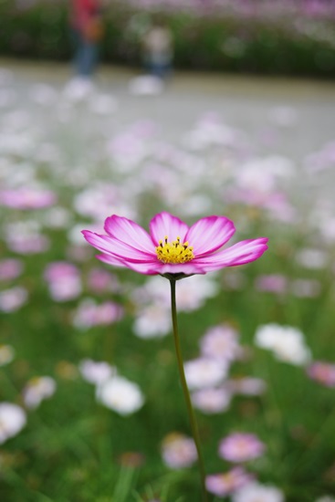 Cosmos