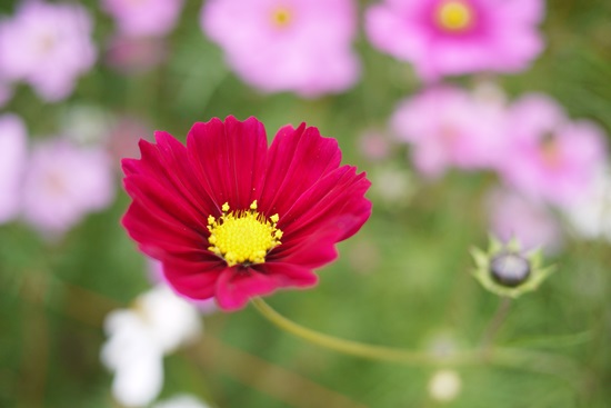 Cosmos*