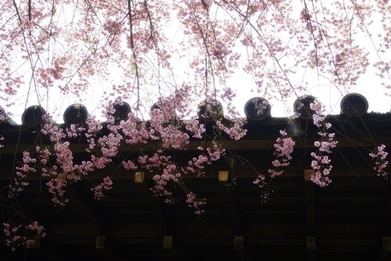 SAKURA2014 ＊10