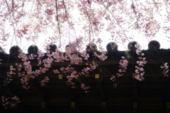 SAKURA2014 ＊10
