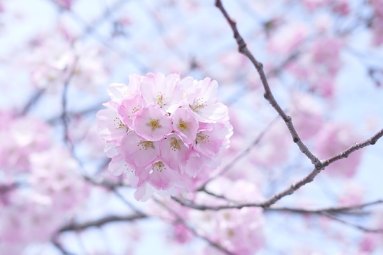 SAKURA2014　＊2