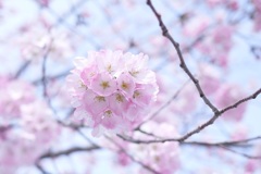 SAKURA2014　＊2