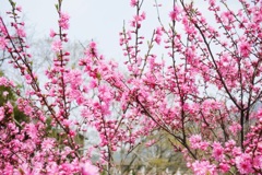 花めぐり＠大原　＊1