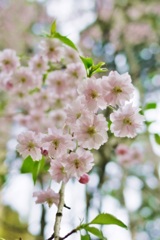 SAKURA2014 ＊12