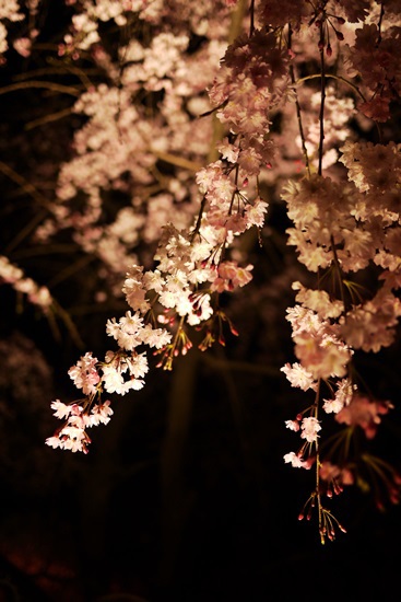 夜桜2014　＊3