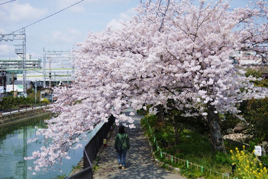 SAKURA2014　＊6