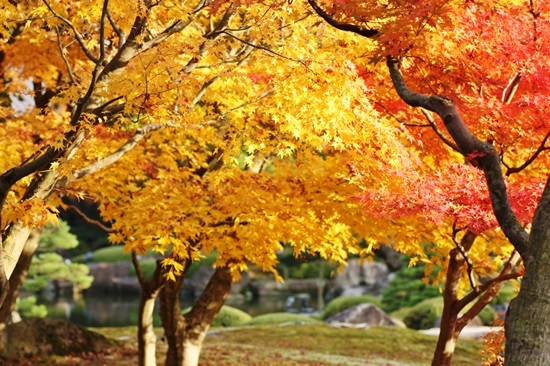 庭園の紅葉　Ⅱ