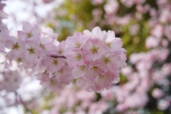 SAKURA2014　＊5