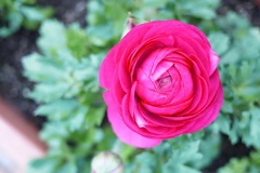 ラナンキュラス