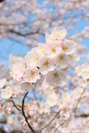 SAKURA 2015
