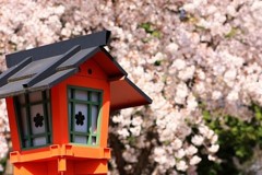 灯篭と桜
