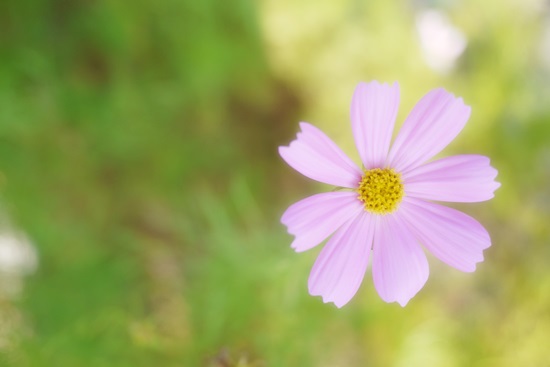 Cosmos