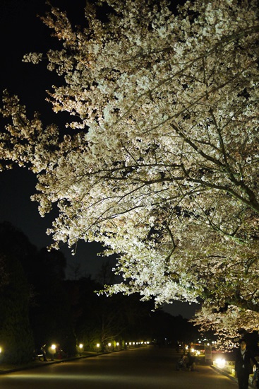 夜桜2014　＊2