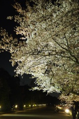 夜桜2014　＊2