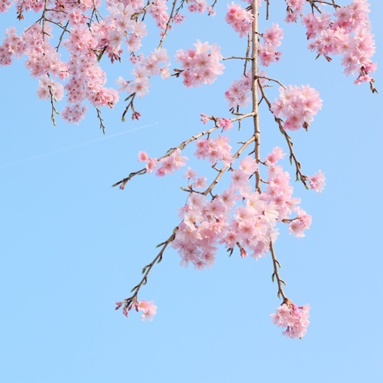 SAKURA 2015＊