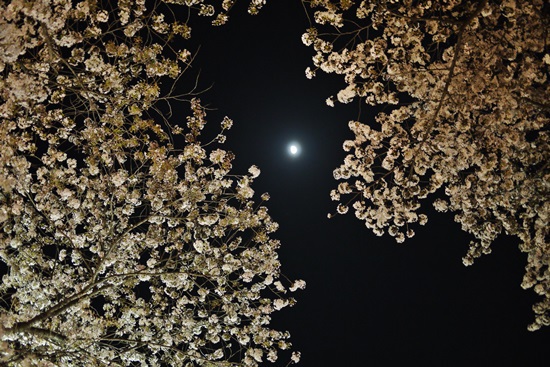 夜桜2014　＊1
