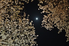 夜桜2014　＊1