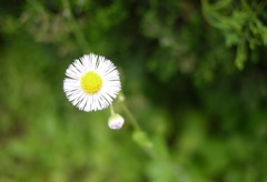 ⦿