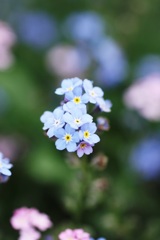 forget - me - not 