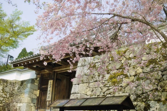 SAKURA2014 ＊8