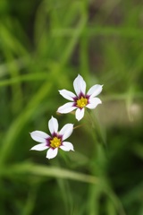 ニワゼキショウ