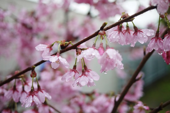 SAKURA2014　＊7
