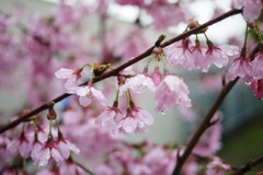 SAKURA2014　＊7