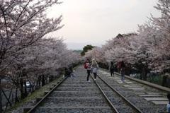 SAKURA2014 インクライン