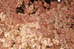 夜桜2014　＊5