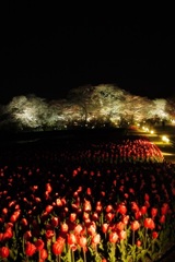 夜桜2014　＊4