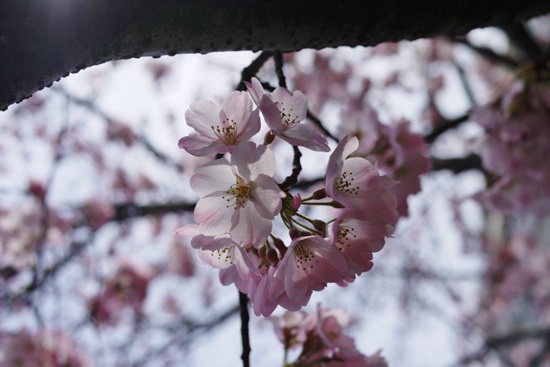 SAKURA2014　＊4