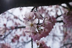 SAKURA2014　＊4