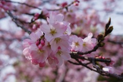 SAKURA2014　＊3