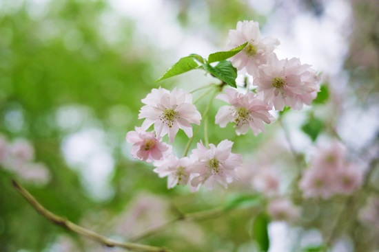 SAKURA2014 ＊11