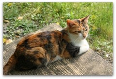まどろむ猫