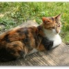 まどろむ猫