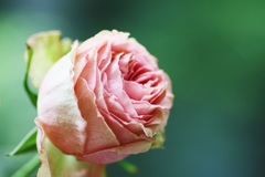 Ｒｏｓｅ