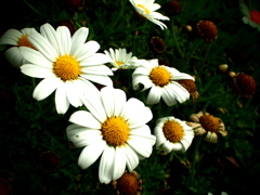 P1013520