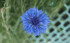 P5220239