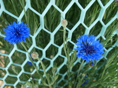 P5220285